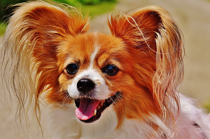 pas, Chihuahua, slatka, mali pas, Kućni ljubimci, dlakave, krzno
