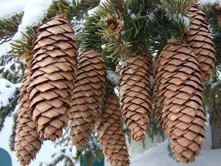 cônes, arbres à feuillage persistant, hiver, neige, arbre