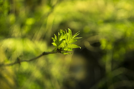 bud, sprout, nature, spring, plant, grow, branch