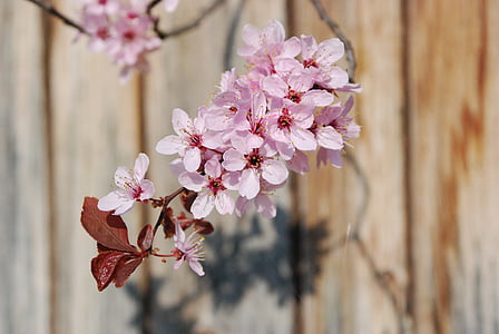 Blossom, mekar, cabang, merah muda, musim semi, bunga, warna pink