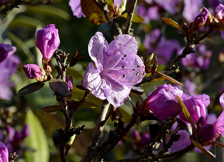 rododendro, flor, floración, flor, primavera, púrpura, rhododendron Purple