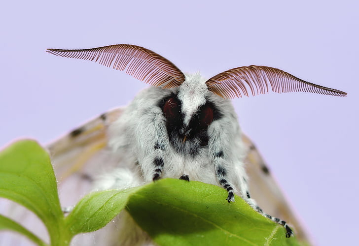 farfalla, insetto, colorato, falena, Moth cerura vinula, coda di forcella, Gran coda di rondine