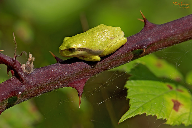 broasca, natura, mini, Little frog