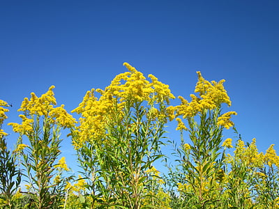 Solidago canadensis, Verge d’or, fleur, flore, plante, envahissantes, mauvaises herbes