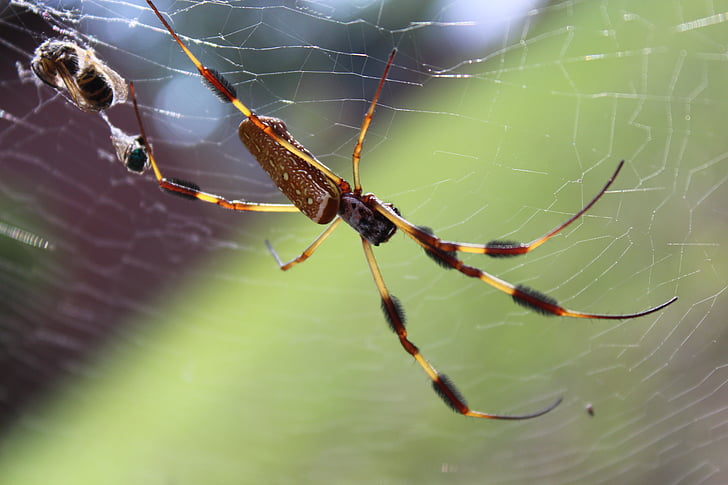 Spider, Web, hämähäkinverkko, hyönteinen, seitti, pelottava, Selviytyminen