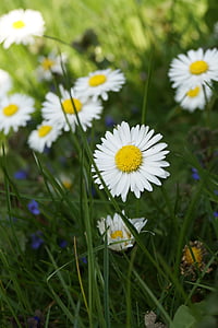 Aed, taim, õis, Bloom, valge, Daisy, lill