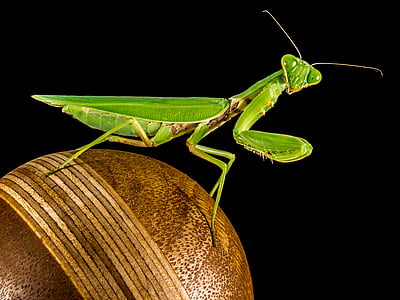 Câu cá locust, màu xanh lá cây, đóng, côn trùng, Praying mantis, động vật, Thiên nhiên