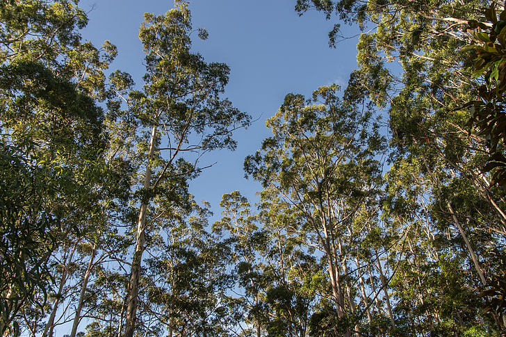 dantenų medžių, eucalypts, žalia, gimtoji, subtropikų, mėlynas dangus, atogrąžų miškų