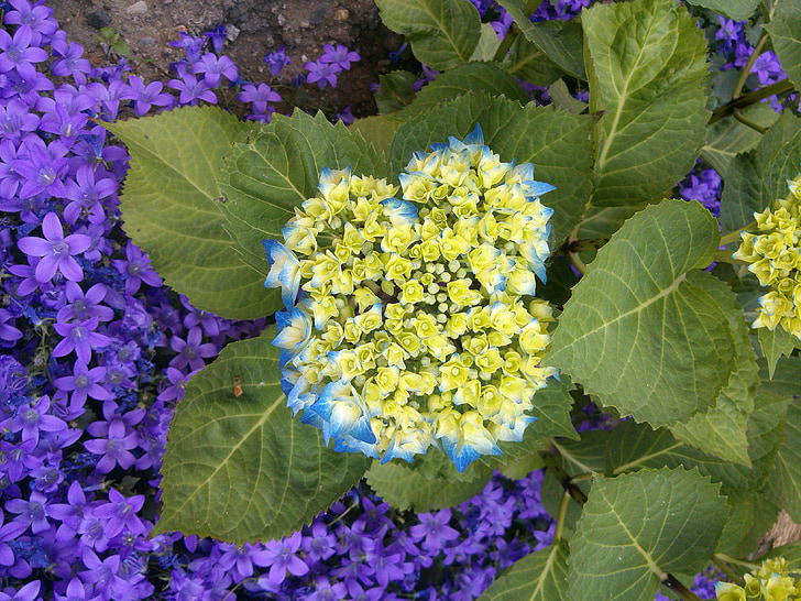 ไฮเดรนเยีย, สีฟ้า, ดอก, บาน, ดอกไม้, ไฮเดรนเยียเรือนกระจก