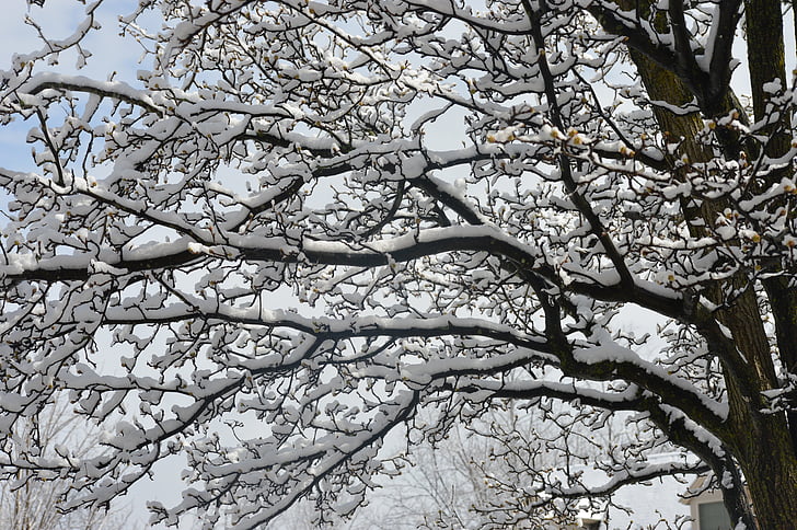neve, albero, ramo