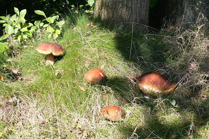 houby, Příroda, podzim, Les, CEP, kaštan, houby