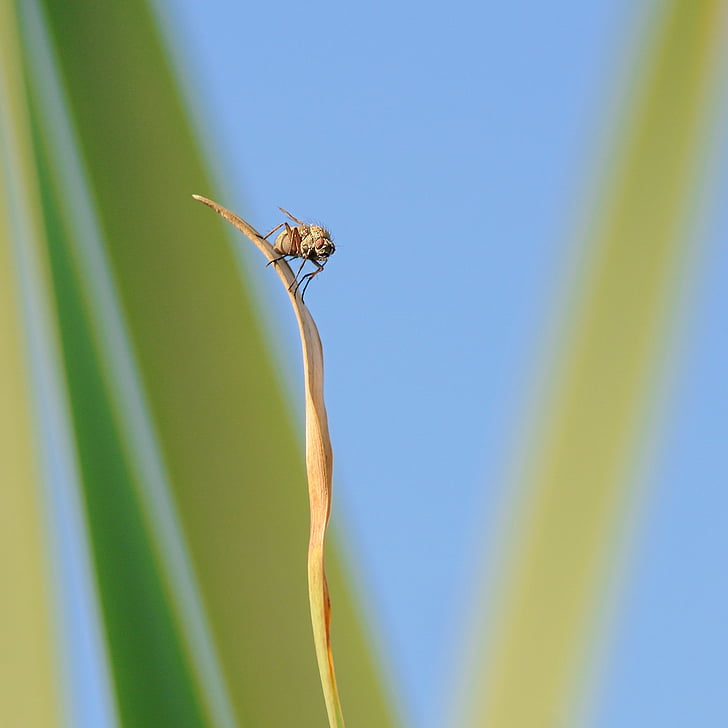 fly, insect, height, isolated form, nature, animal, dragonfly