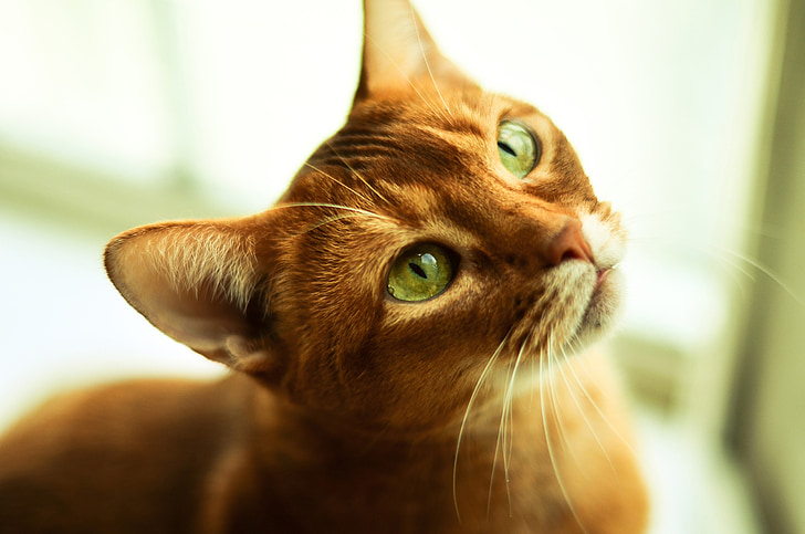 katė, akis, gyvūnai, katė asmuo, katės akis, Katės akies, closeup