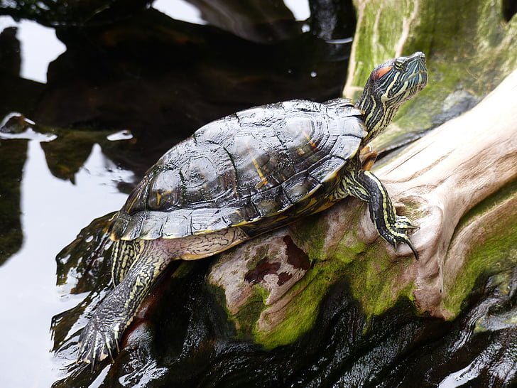 schildpad, water, natuur