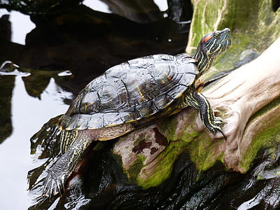 sköldpadda, vatten, naturen