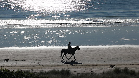konj, plaža, Novi Zeland, psi, Gori maunganui