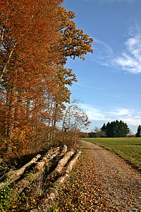 skov, efterår, natur, træer, efteråret skov, landskab, gyldne efterår