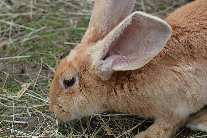 kanin, Hare, Munchkins, lange eared, brun
