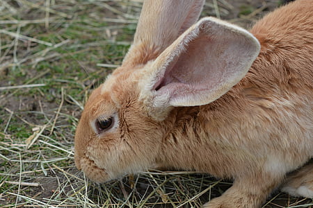 ウサギ, うさぎ, チキン, 長い耳, 茶色