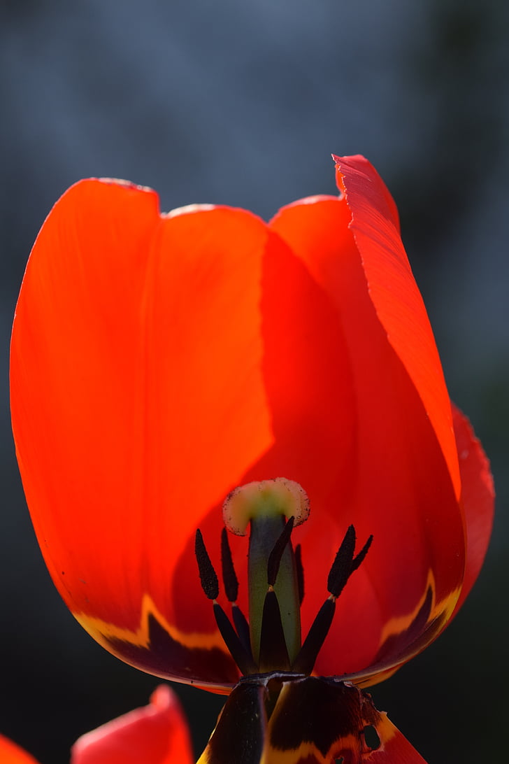 flor, flor, flor, Tulipa, macro, tancar, flor vermella