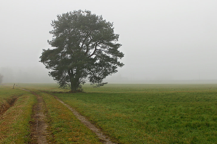 landscape, fog, haze, tree, pine, away, green