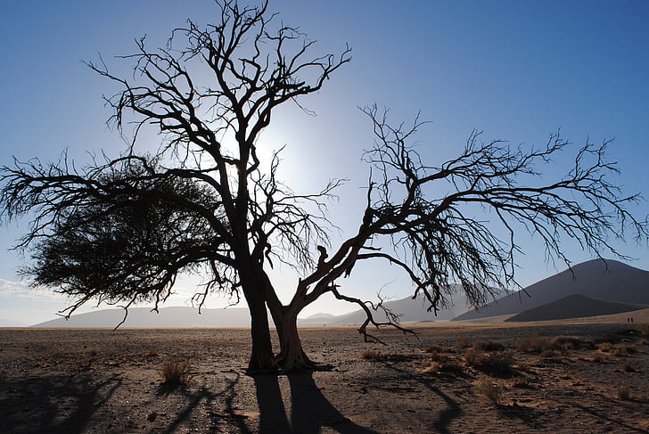 Afrika, Namibia, Sossusvlei, ørken, Namib, sand dune, træ