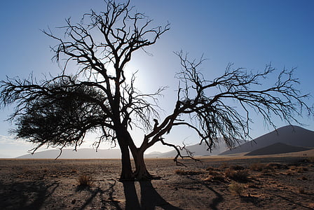 África, Namíbia, Sossusvlei, deserto, Namibe, Duna de areia, árvore
