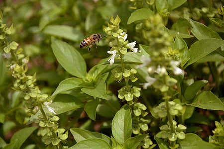 abeja, naturaleza, albahaca, macro, primavera, jardín, medio ambiente