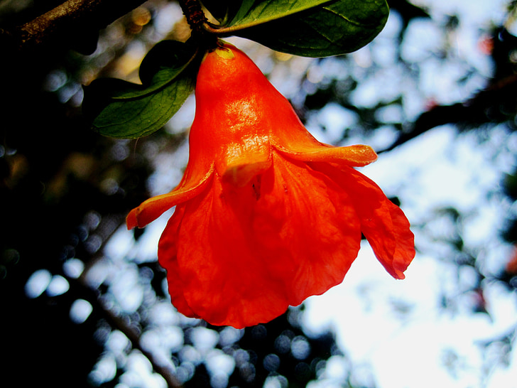 flower, pomegranate, orange, bright, cup shaped, garden