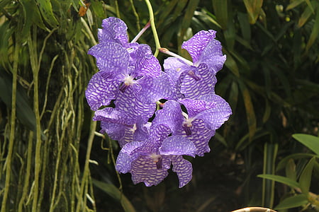 orchid, flower, blossom, bloom, white violet, purple, plant