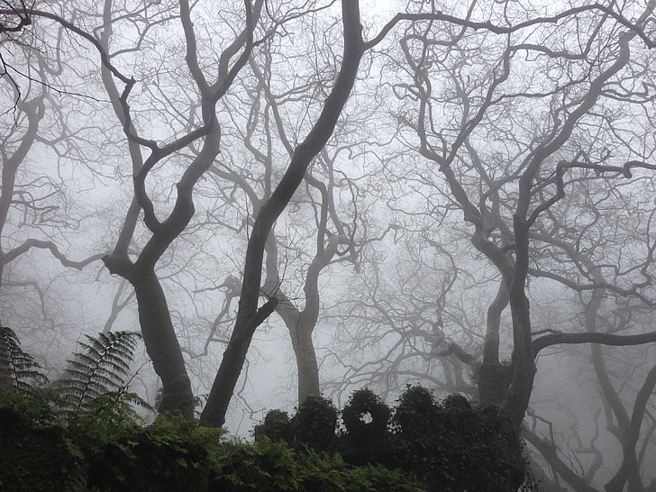 dark, mist, nature, branch, forest