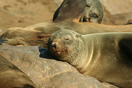 Seal, eared sæl, dyr, sæler, otary, havpattedyr, søløver