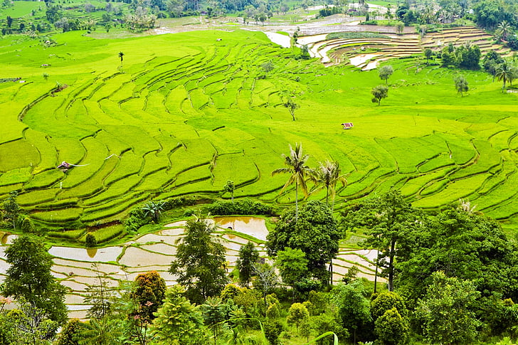 ориз тераси, насажденията, полета, Грийн, Индонезия, Селско стопанство, Азия