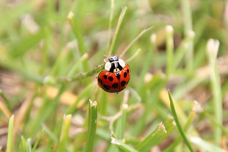 coccinelle, herbe, rouge, Beetle