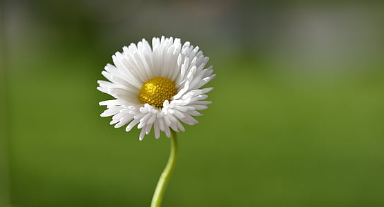 Daisy, bloem, puntige bloem, wit-geel, natuur, sluiten, plant