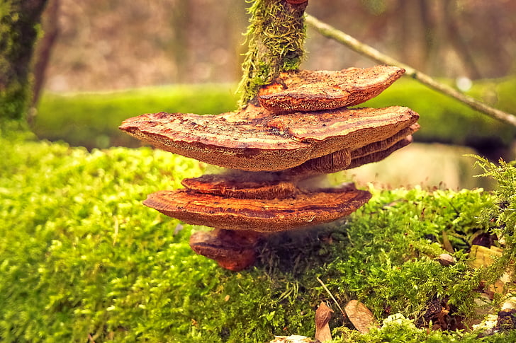 houby, stromu houba, Příroda, strom, Les, kmen, dřevo