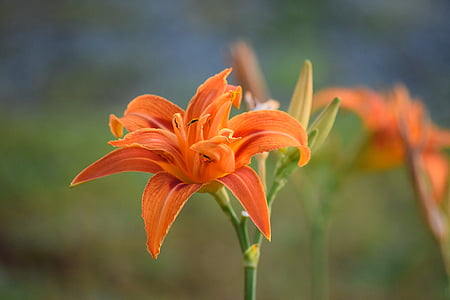 Lilium, lilie, oranžová, květ, květ, Bloom, Příroda