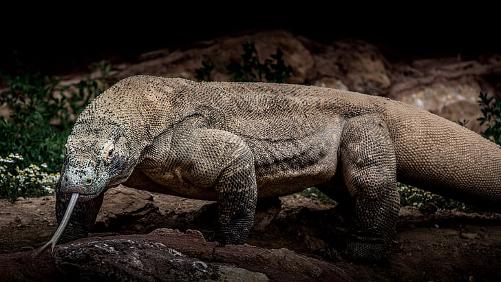 sălbatice, animale, natura, faunei sălbatice, Colectia, diferite, reptilă