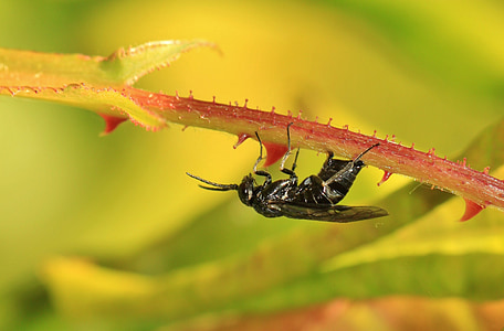 έντομο, εντόμων μακροεντολής, το νέο έντομο, μύγα, πτήση του εντόμου, καθετήρα, πτέρυγα