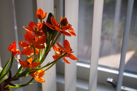 Hoa, bó hoa, màu da cam, Các túi Hoa, nở hoa, sáng tạo, văn phòng