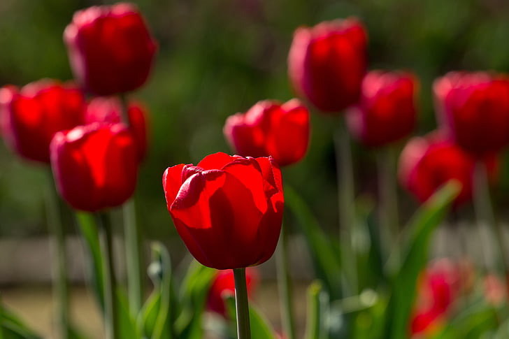 tulipán, tavaszi, fény, színes, piros, virágok, makró