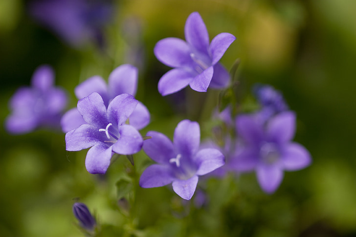 blomst, natur, anlegget, blå