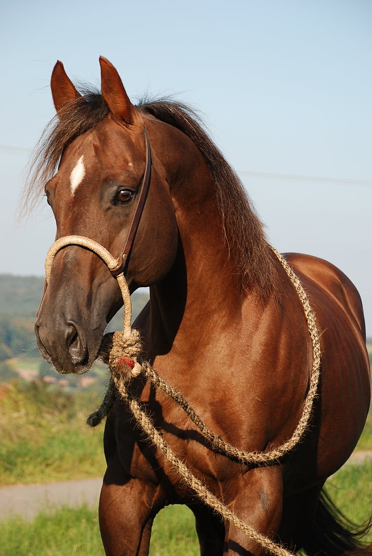 horse, stallion, deckhengst, fuchs, brown, quartehorse, bosal