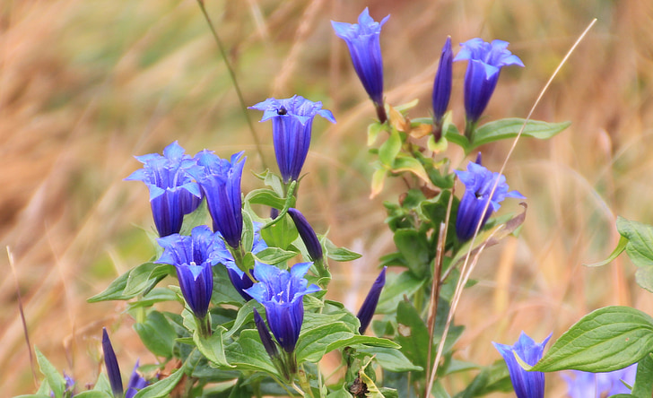 Genciāna, kalna ziedi, zila, daba, puķe
