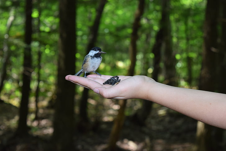 tit, bird, hands, forest, seeds for birds