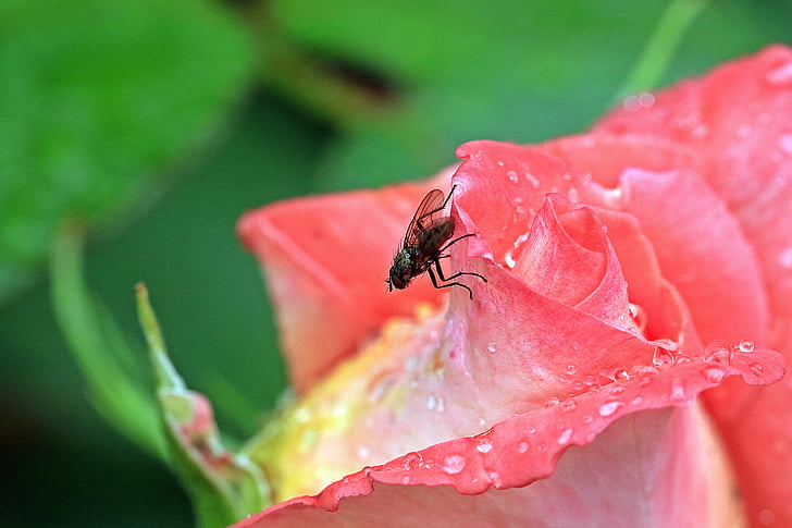 rose, rosebud, mucha, blue bottle fly, macro, garden, rose petals