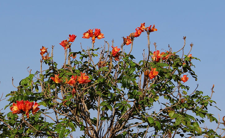 Afrikanische Tulpe, Blume, Baum, rot, Nrupatunga betta, Hubli, Indien