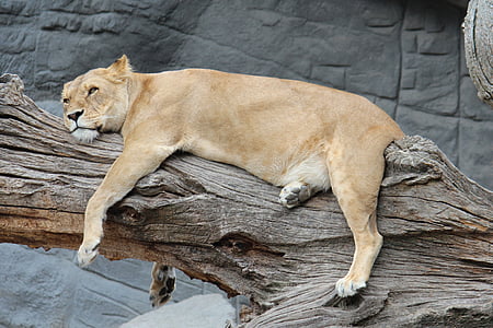 kebun binatang, Hamburg, singa betina, satu binatang, hewan di alam liar, hewan tema, tidur