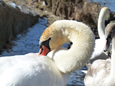 mute swan, swan, clean, bird, river, lake, waters