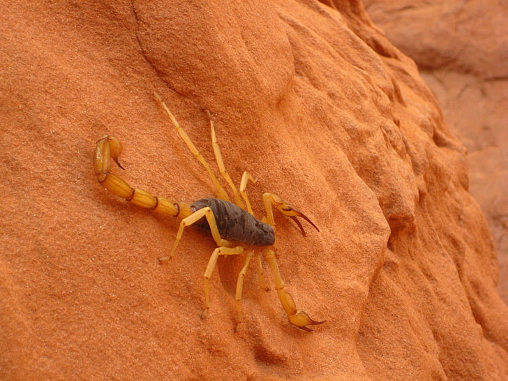 obrie chlpaté scorpion, voľne žijúcich živočíchov, divoké, biela, hadrurus arizonensis, jedovaté, Stinger